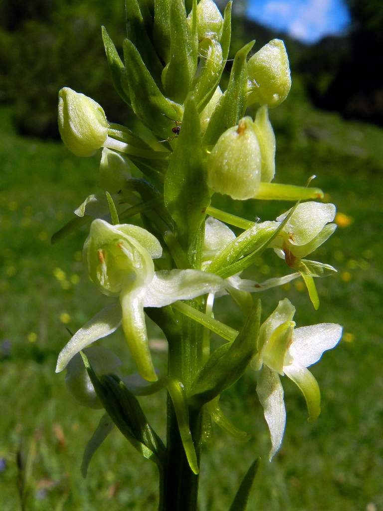 Pirenei Occidentali francesi: Platanthera chlorantha